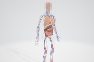 [k005]人体医学包含多种格式c4d,maya,fbx